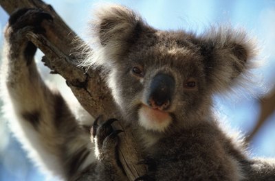 older male koala in tree