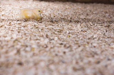 Wood shavings