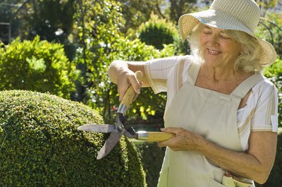 Close-up of a woman trimming a garden hedge