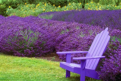 Purple chair in front of large lavender garden.
