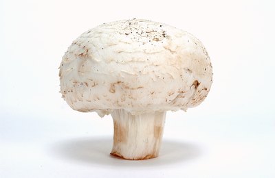 mushroom