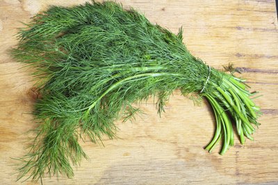 Bunch of freshly picked dill.