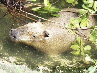 rats and mice make their home in the shrub layer
