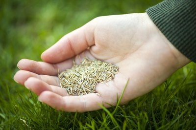 Man planting grass seed