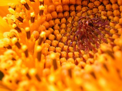 Pollen on flower