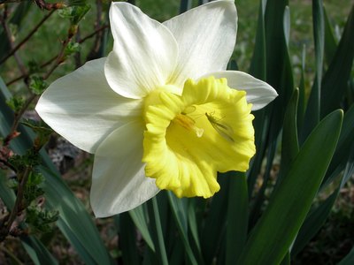 Daffodils offer hope of life after death to Christians.