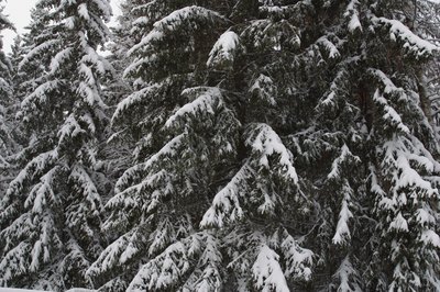 Spruce Tree