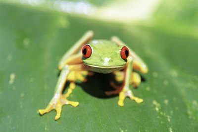 By three months, red-eyed tree frogs have entered their froglet phase.