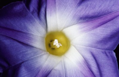 Flowers That Indicate pH