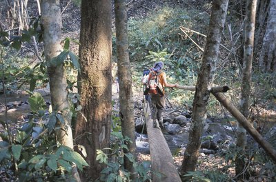 Rainforest trek.