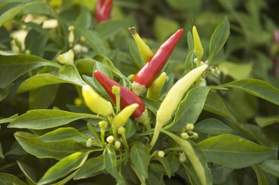 Peppers growing