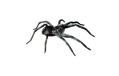 Close up of wolf spider.
