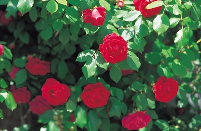 Roses