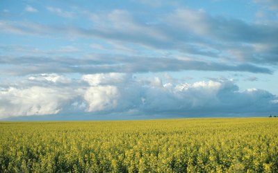 Field of Plants for Canola oil