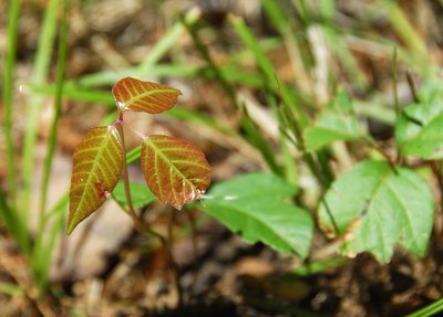 Poison ivy.