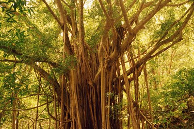 A banyan fig with massive trunk and aerial roots for support.
