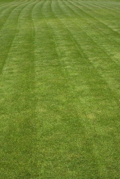 Empty the contents of the grass catcher into the garbage or composter after each mowing.