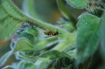 A wasp pollinates on scorpion weed.
