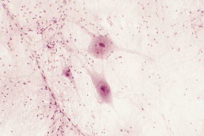 Nerve cells