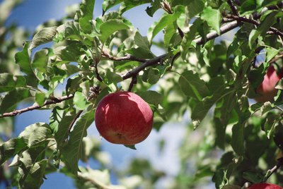apple tree