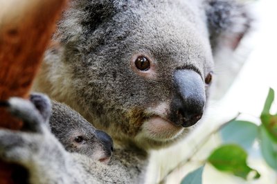 mother koala holding joey