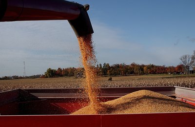 Wheat kernels contain proteins.