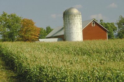 Corn field