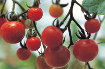 Tomatoes grow on a vine.