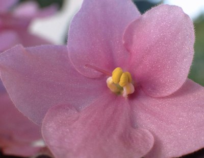 African Violets