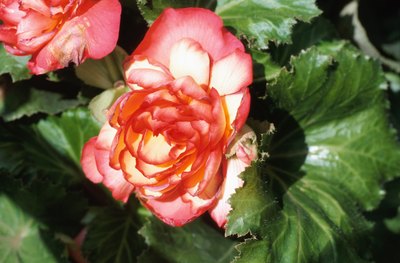 Most school classrooms contain plants.