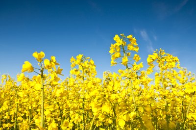 Field of canola.