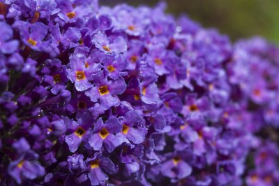 A close-up of purple butterfly bush flowers.