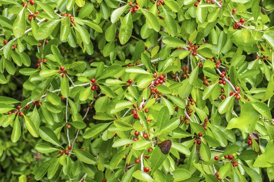 Never eat wild berries that you are unsure about.