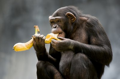 fruit makes up a large part of the chimp diet
