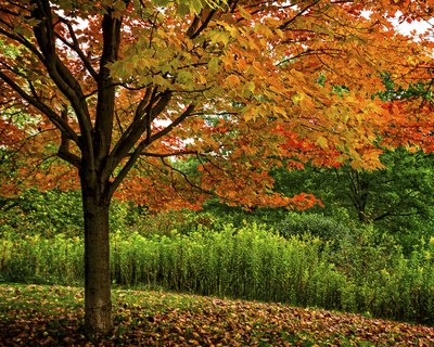 A red maple tree grows by a stream.