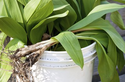 wild leeks