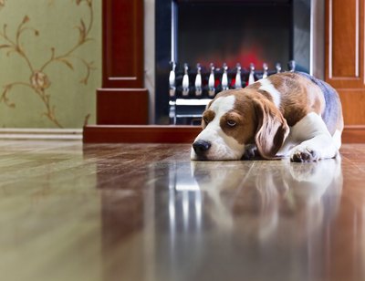 Confine infected pets to one room.