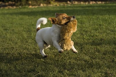 Some good, energetic play time will help wear him out.