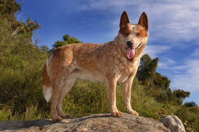 An Australian cattle dog perched on a rock.