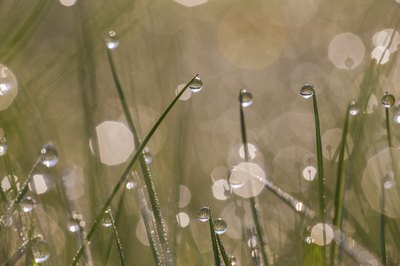 Grass cover crops prevent rain from leaching out soil nutrients.