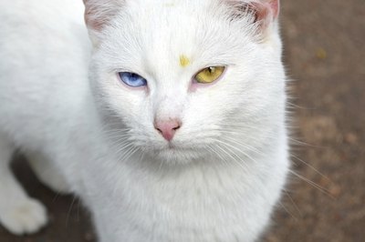 Cat with two colored eyes