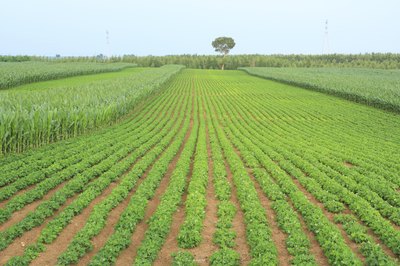 Every country has developed a procedure to set value to biological assets.