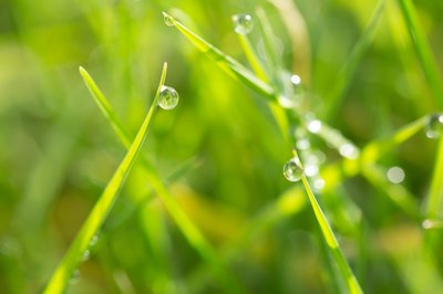 Healthy grass growth