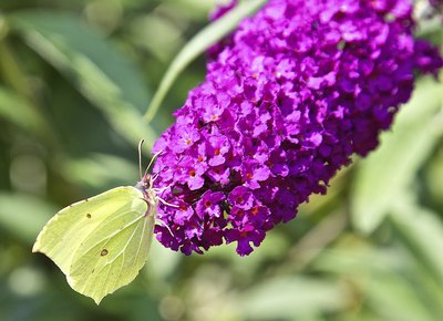 A cabbage white butterfly on the cone of a butterfly bush.
