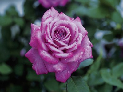 Close-up of pink rose.