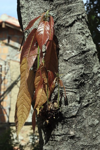 Cocoa trees flower all year long.