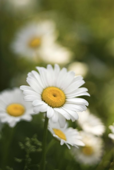 Daisies are the perfect decoration for a Juliette Low party.