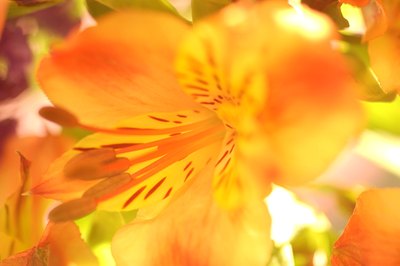A flower may be complete or incomplete.