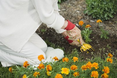 Woman digging garden