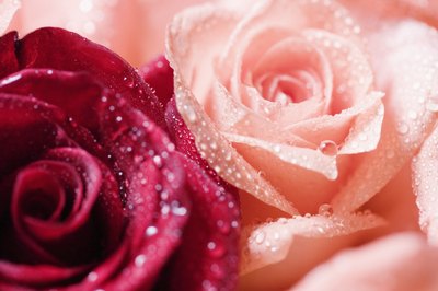 Roses.